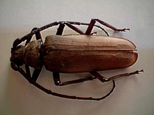 Aegosoma scabricorne del Bresciano